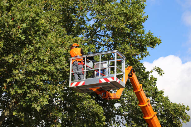 North Auburn, CA Tree Removal and Landscaping Services Company